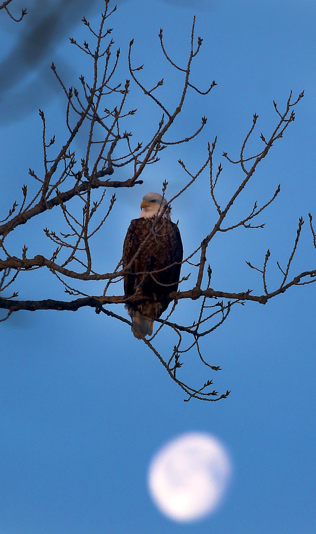 Outtakes: Eagle and moon